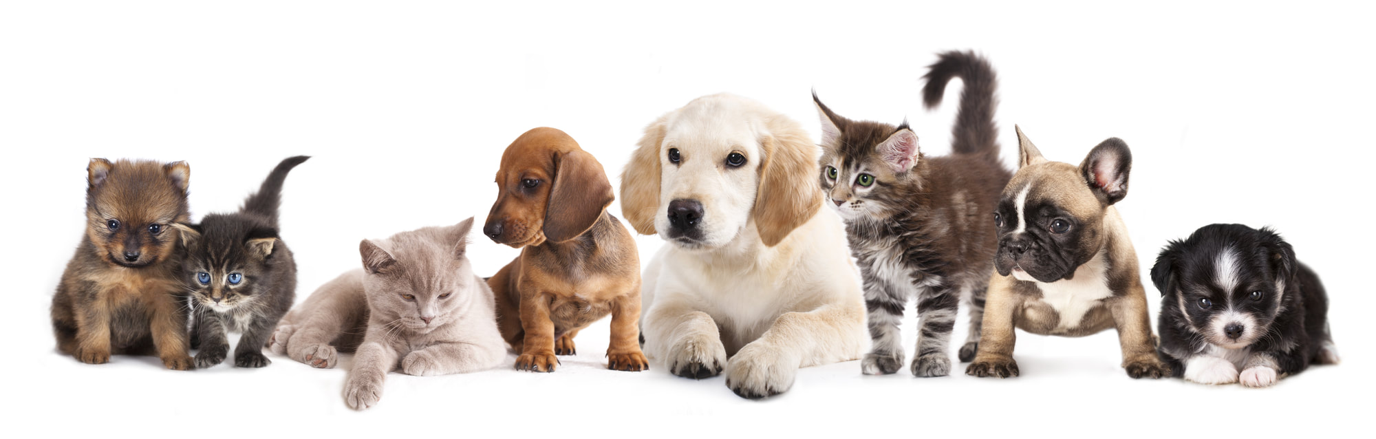 Dogs and Cats Picture